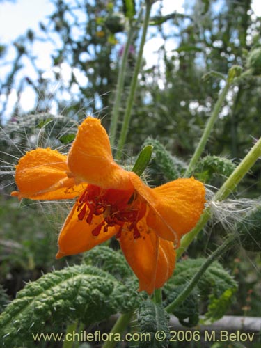 Image of Loasa acanthifolia (). Click to enlarge parts of image.